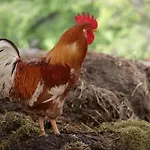 Edtmeier زيل أم موس