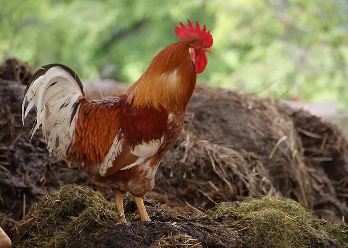 Edtmeier זל אם מוס